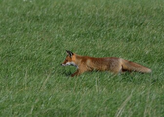 Fuchs in der Wiese - Profil