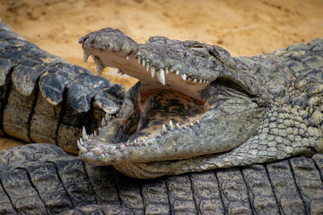 Fototapeta premium plein d'animaux