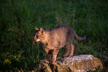 plein d'animaux