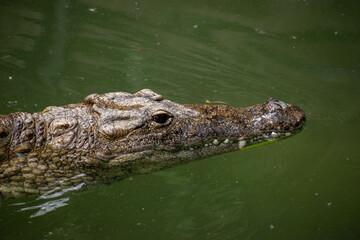 plein d'animaux