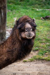 Obraz premium animaux divers