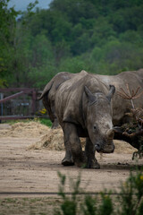 Obraz premium animaux divers