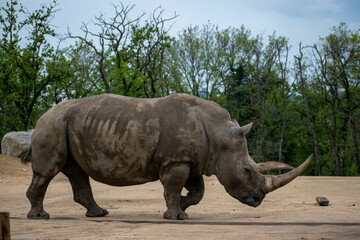 Obraz premium animaux divers