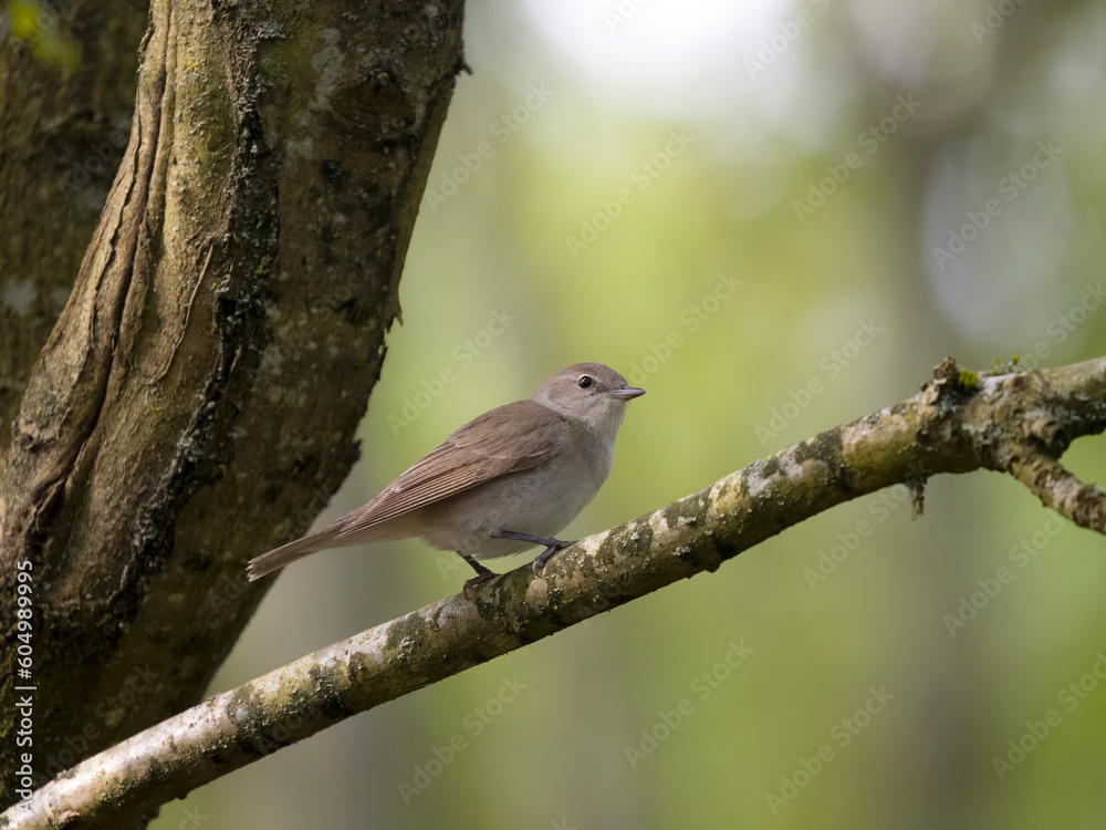 Sticker Garden warbler, Sylvia borin