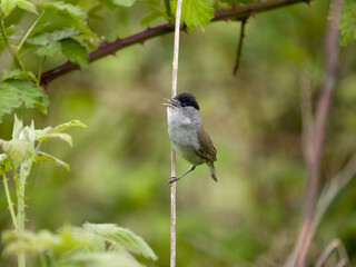 Blackcap, Sylvia atricapilla