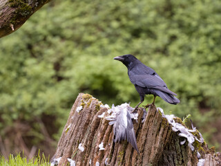 Carrion crow, Corvus corone,