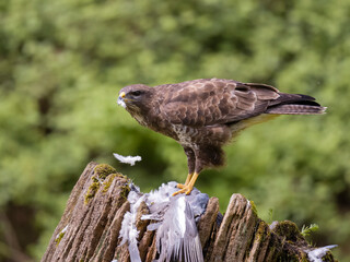Common buzzard, Buteo buteo