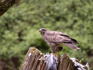 Common buzzard, Buteo buteo