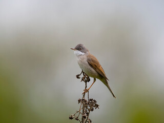 Common whitethroat, Curruca communis