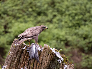 Common buzzard, Buteo buteo