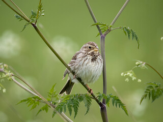 Corn bunting, Emberiza calandra
