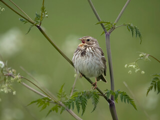Corn bunting, Emberiza calandra