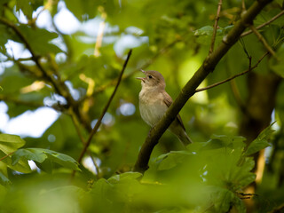 Garden warbler, Sylvia borin