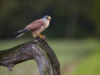 Common kestrel, Falco tinnunculus,