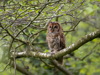 Tawny owl, Strix aluco