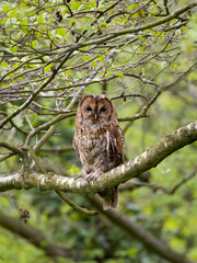 Tawny owl, Strix aluco