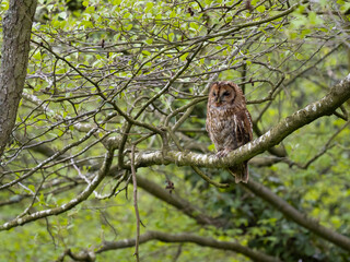 Tawny owl, Strix aluco