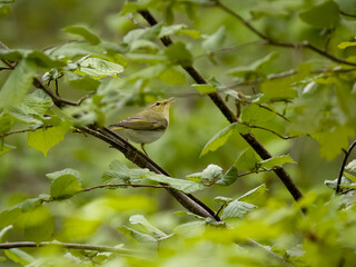 Wood warbler, Phylloscopus sibilatrix,