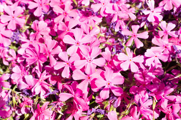 Pink flowers background. Color flower texture. Closeup macro pattern. Floral texture. Sunlight natural petal pattern.