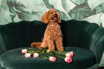 Adorable young brown poodle dog with the happy face, sits on a green couch with the flowers and...