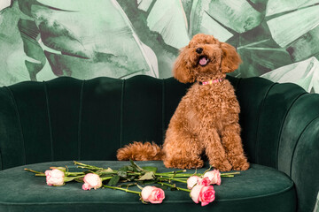 Adorable young brown poodle dog with the happy face, sits on a green couch with the flowers and roses. indoors.