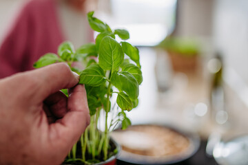 A close-up shot of fresh basil in pot.