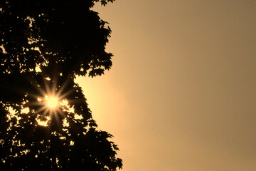 Promienie słoneczne przechodzące przez liście drzewa © Norbert