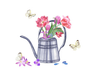 Bouquet of pink double tulips, crocuses, scilla in steel watering can and fluttering butterflies isolated on transparent background. Watercolor illustration of spring flowers for the design