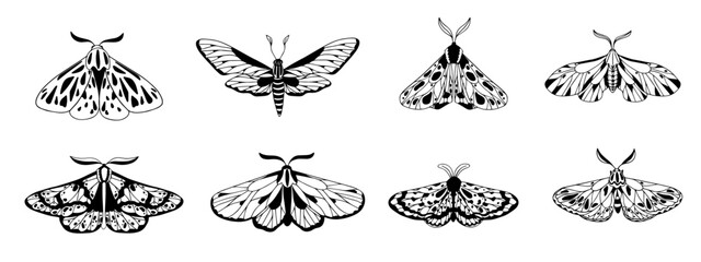 A set of sketches, doodles of the night moth. Vector graphics.