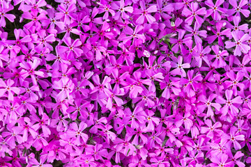 Background of small violet flowers