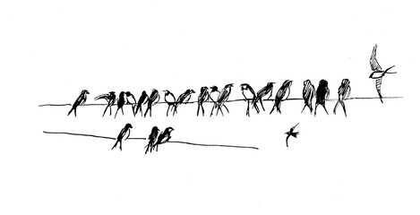 Swallow sketch ink illustration © Room 14_08
