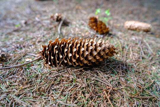 A tall fir cone in the forest on the ground. an early spring