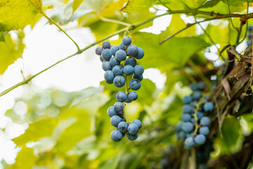 Close-up of red grapes growing at vineyard. Healthy and environmentally friendly crop.