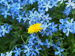 Yellow dandelion on a background of blue phlox