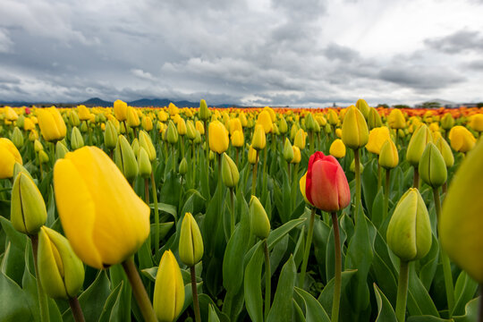 Single red tulip in a yellow tulip field