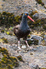 Oystercatcher on rocks with nest, Boiler Bay, Oregon