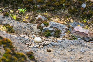 Oystercatcher egg and nest, Boiler Bay, Oregon
