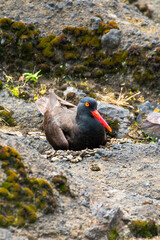 Oystercatcher on rocks with nest, Boiler Bay, Oregon