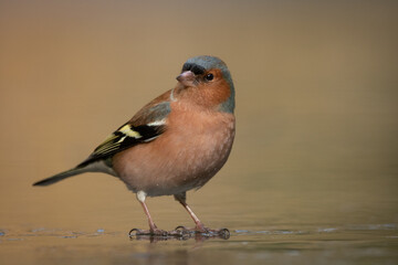  Finch on ice