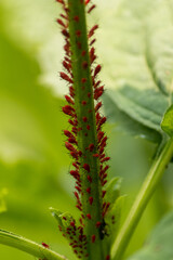 These red aphids seems to all be attacking this plant in the meadow. The little red bodies can almost be mistaken as past of the plant, but closer look you see legs and a moving insect.