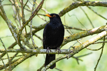 Starling
