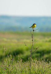 bird on the grass