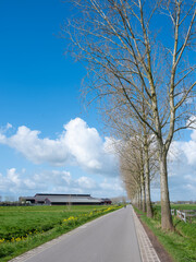 country road and farm with spring flowers under blue sky in holland near Utrecht in holland