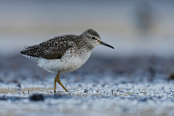 Wood sandpiper (Tringa glareola) feeding in the wetlands in spring.