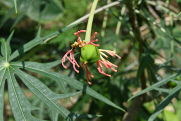 Obraz premium Close up of a green fruit and remaining stems of a Coral plant flower inflorescence
