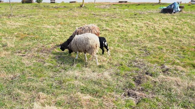 Four sheeps in a meadow eating green grass on sunny spring day. Sheep family - two cubs graze and walk with a sheep and a ram near lake. Animal breeding and farming concept. Video footage 4k 25FPS