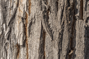 Image of the bark of a tree