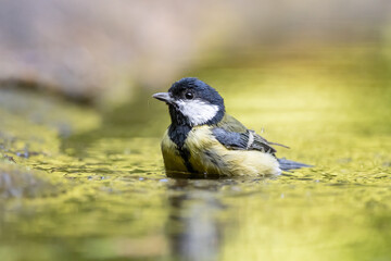 Coal tit