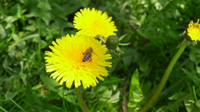 A bee with pollen sacs on its paws collects nectar from a yellow dandelion in springtime. Busy honey bee flying from one flower to another and collects nectar while pollination the flowers. 4k 25FPS