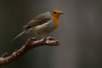 robin on a branch